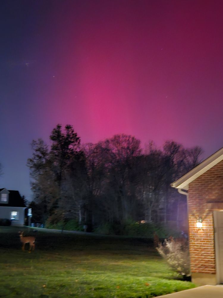 strong magenta smudges of light in the night sky over a stand of trees. there's also a deer in the lawn between two houses, looking at me.
