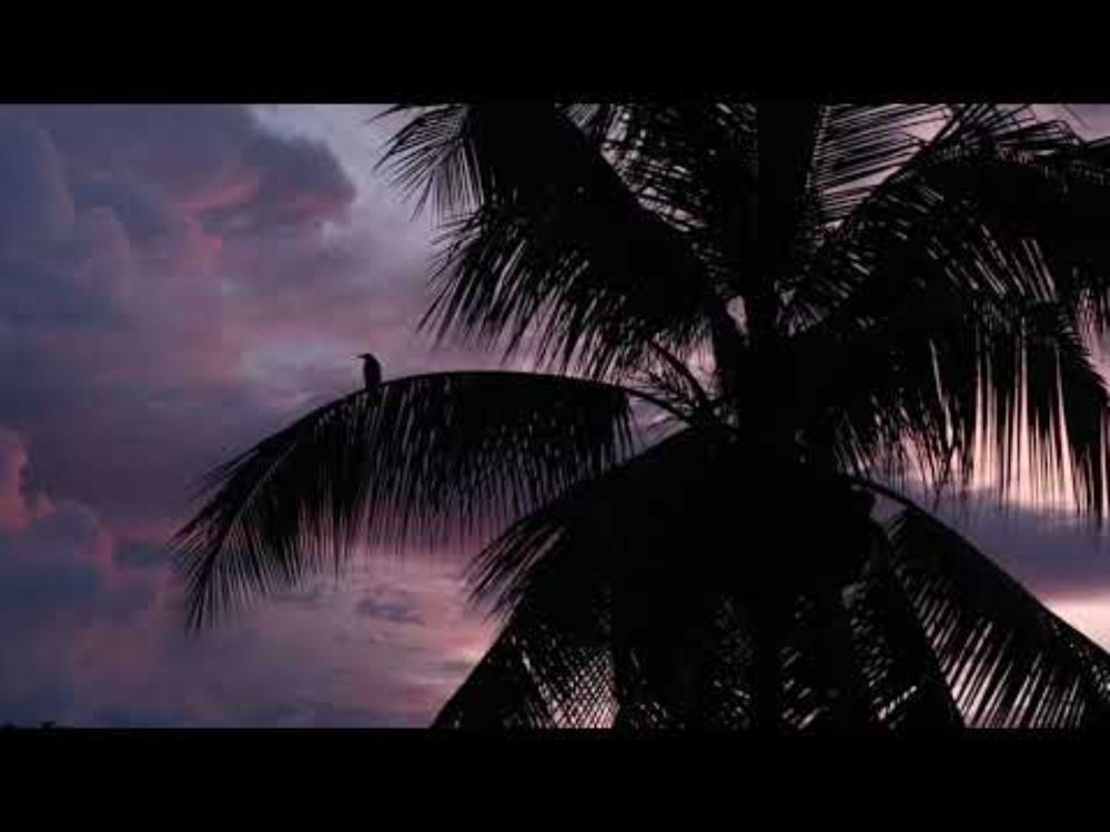Crawl up the Coconut Tree