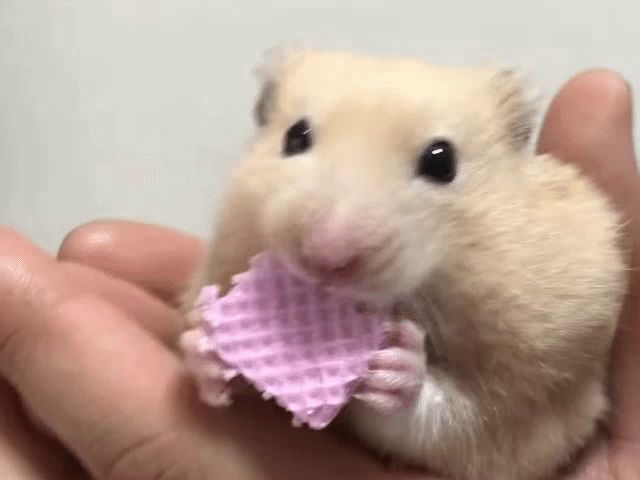 a hamster is eating a piece of pink waffle in someone 's hand .