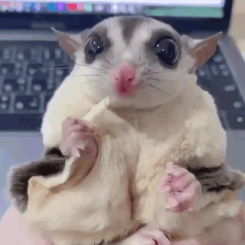 a close up of a sugar glider eating a banana in someone 's hand .