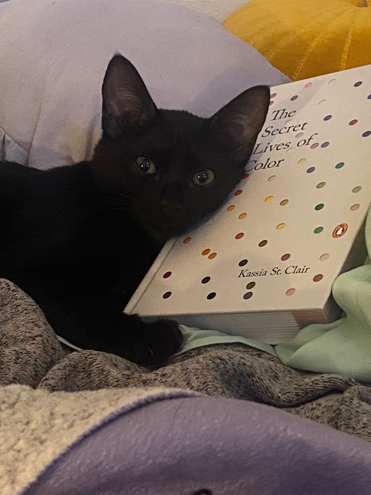 Tuesday lying snuggled in blankets with her head lying against the hardcover book “The Secret Lives of Color” by Kassia St. Clair. 