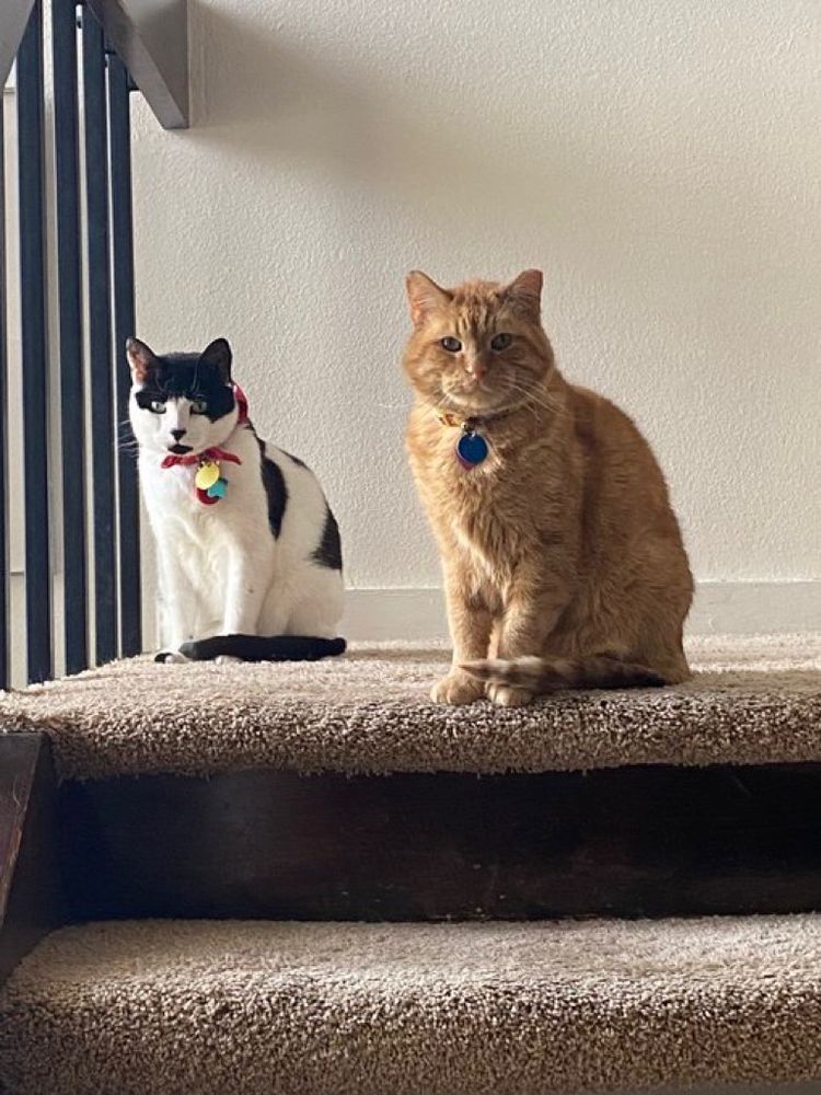 Jasper sitting upright at the top of a stairwell. He has his tail curled around his front paws and is wearing a collar and tag. Next to him is a black and white cat wearing a red bandana (Jolene), also sitting upright.