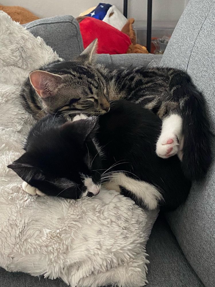 Two kittens lying next to each other, on their sides with their heads up. Both kittens have collars with bells on it. One kitten is black and white (Liberty). The other kitten is a dark-striped tabby with white paws (Steven Jr.) .