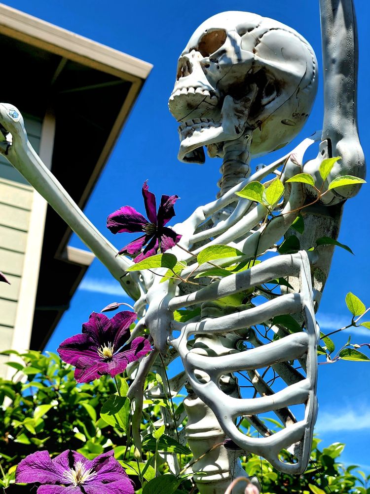 A purple clematis colonizes the rib cage of a plastic Halloween skeleton, a permanent resident in the yard, whose arms are thrown up as though in horror.  VanderMeer vibes, big time. 