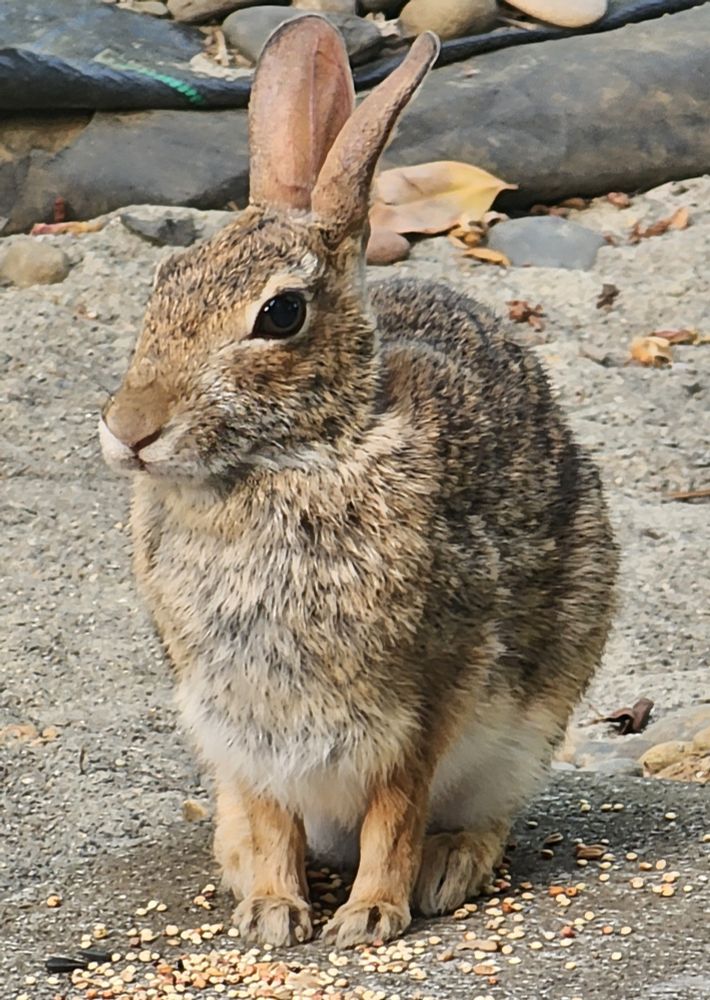 A brown rabbit with ears up. 