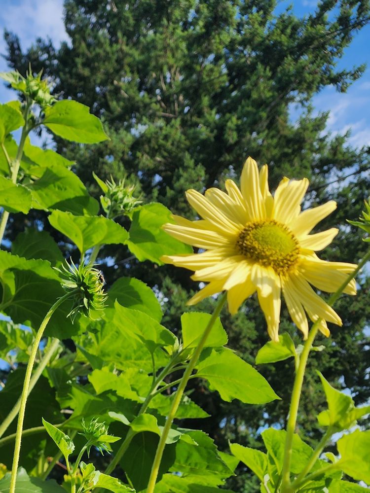 Yellow flower, not unlike a sunflower but only about 3" across, pale yellow color with green center,  on a long, thin, stalk. 