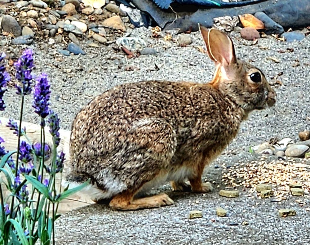Brown bunny and purple lavender.