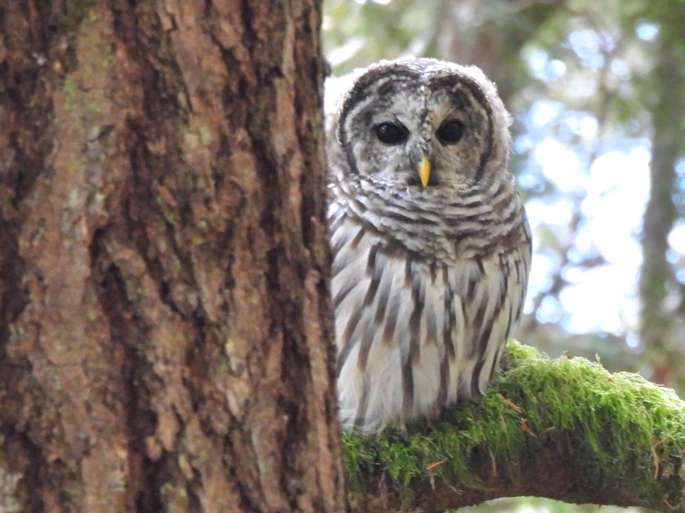 A young Barred Owl sitting on a mossy tree branch. 
