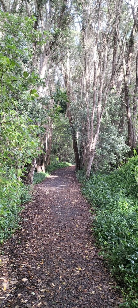 A dirt pathway through trees