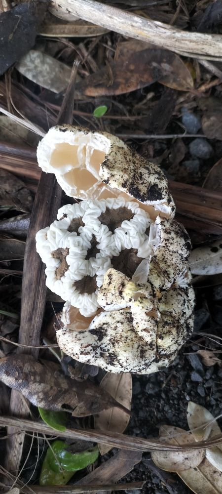 A white basket fungus, just erupting from its covering