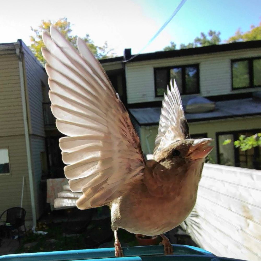 Birb posing, spreading its wings