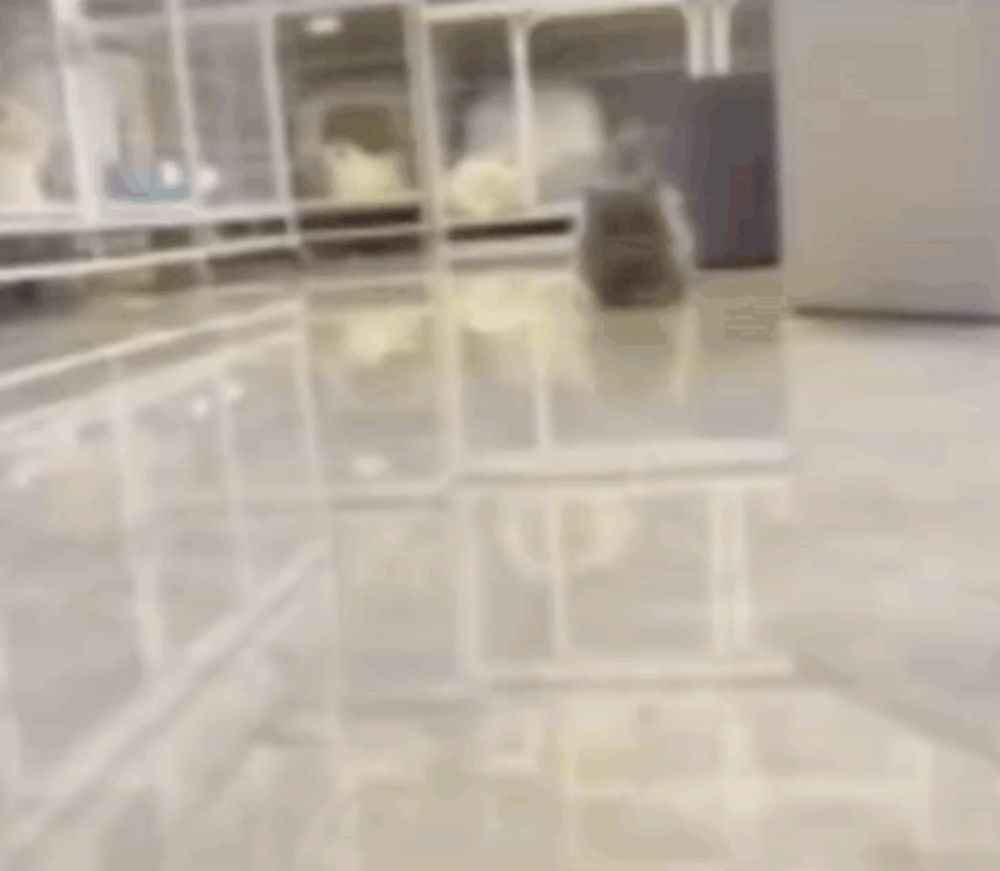 a hamster is running in a clear cage in a room .