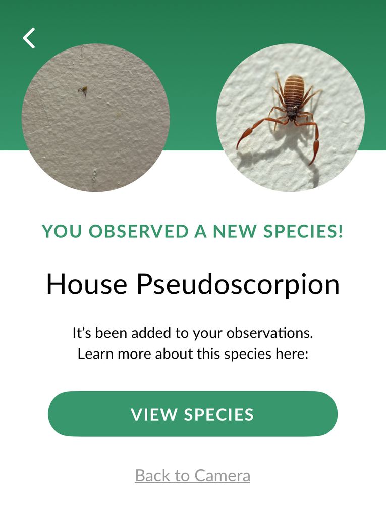 A screenshot from the iNaturalist app. Shows the picture I took of the tiny bug and the picture they have on file, which is closer and more details. It’s a tiny arachnid with two big legs up front. The caption says:
YOU OBSERVED A NEW SPECIES!
House Pseudoscorpion
It's been added to your observations.
Learn more about this species here:
VIEW SPECIES
Back to Camera