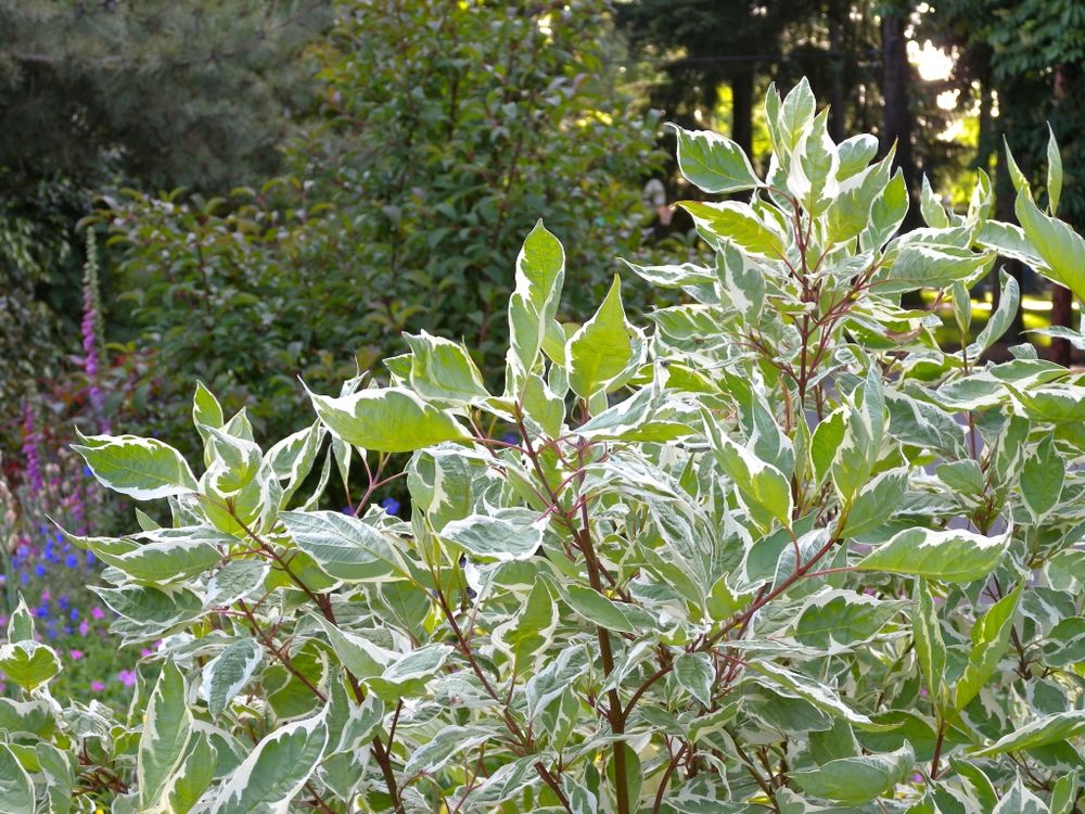 Red-twig dogwood shrub, with pale green leaves that are edged in white. The Latin name is cornus alba elegantissima, and it is, indeed, elegant.
