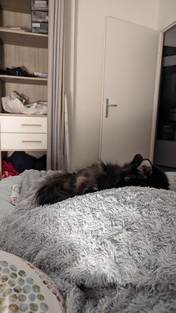 Chatte noire et crème à poils longs, couchée et en voie de s'endormir sur un plaid fluffy gris clair
