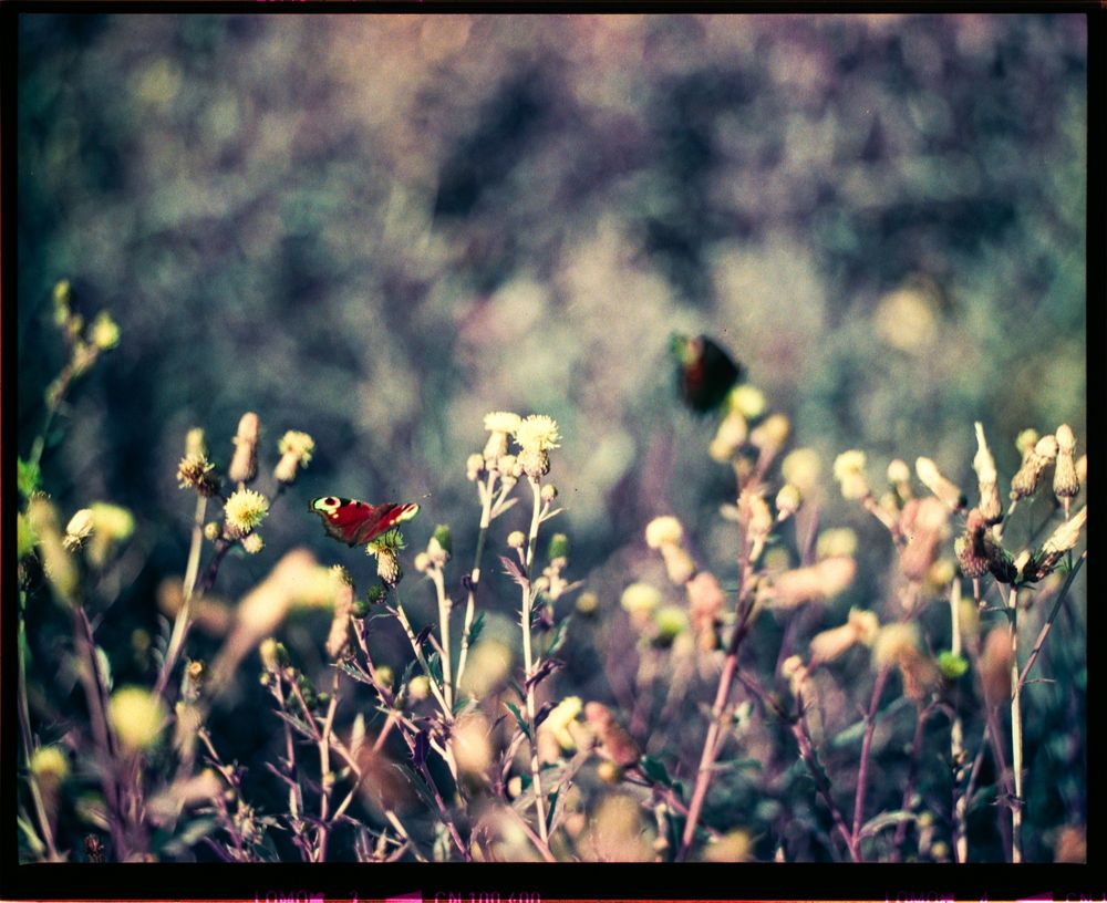 Majsfält i Tumba, fjäril och blommor 

Färgskiftningar med Lomo purple 