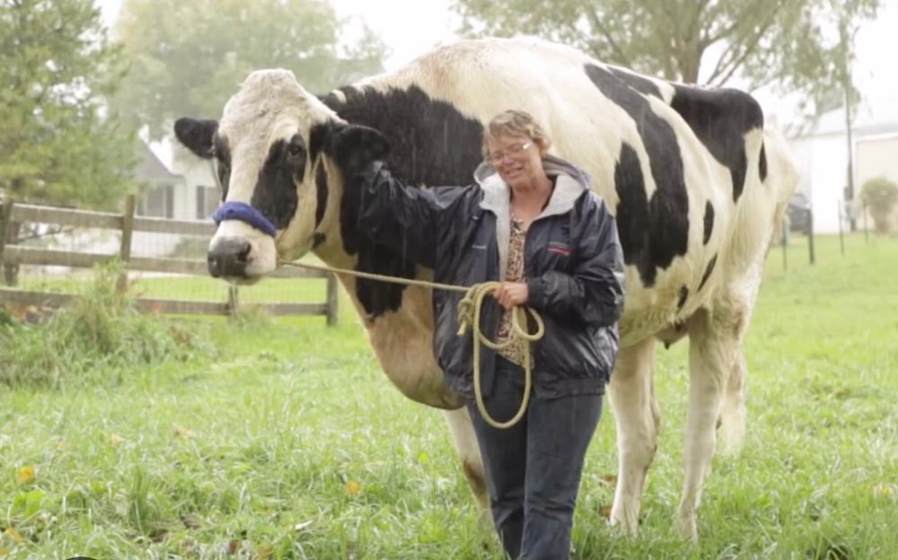 Frau mit einer extrem großen Kuh an der Leine