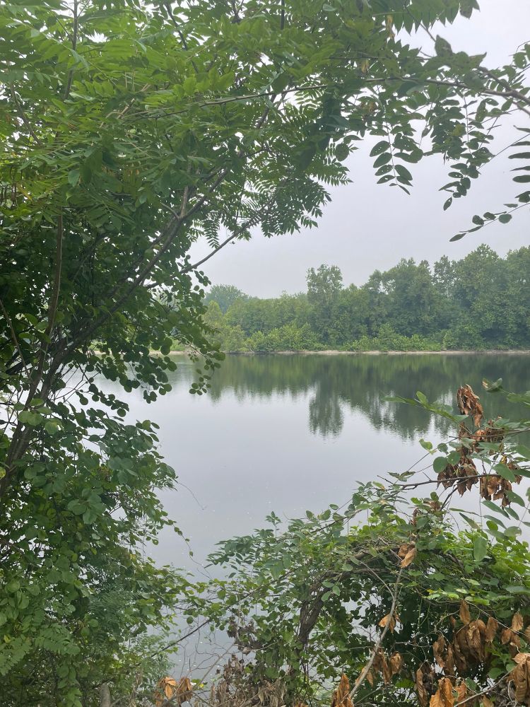 We see the view of a river as seen through greenery. The weather is overcast and the gray is reflected in the water. The opposing shore is mirrored.