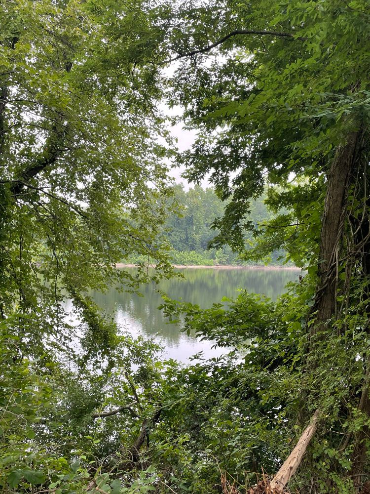 We see an obstructed view of the river on an overcast day. The water and shore are framed by lush green leaves and plants. 
