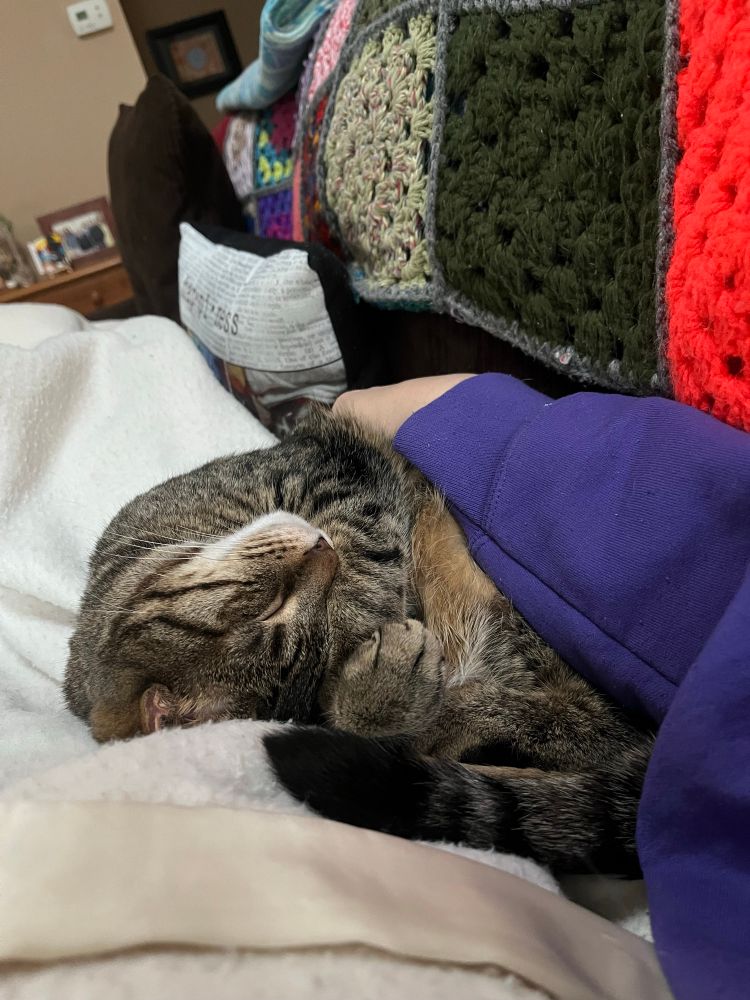 A tabby cat is sleeping with his head upside down. A human’s arm, clad in a purple sweatshirt, is seen holding him secure. 