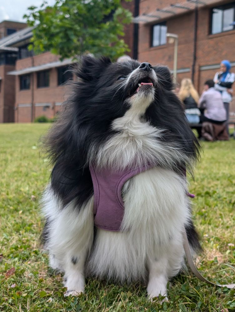 Pippin - a gorgeous little dog of the breed: black and white. 
