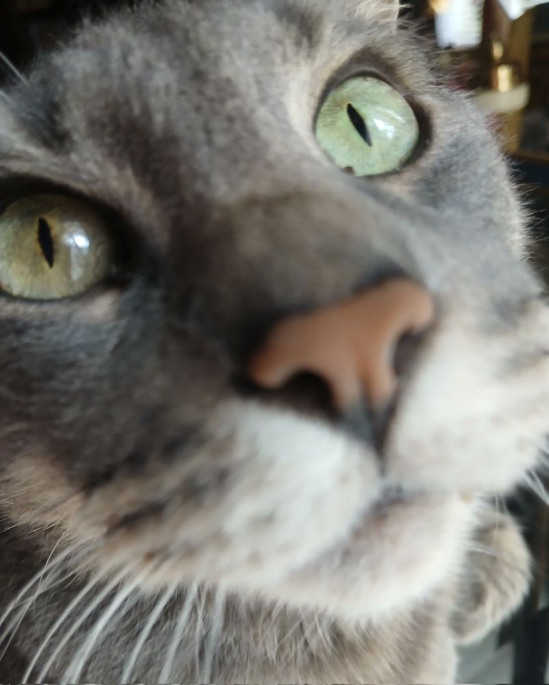 another photo of my cat, max. He is sniffing the camera :)