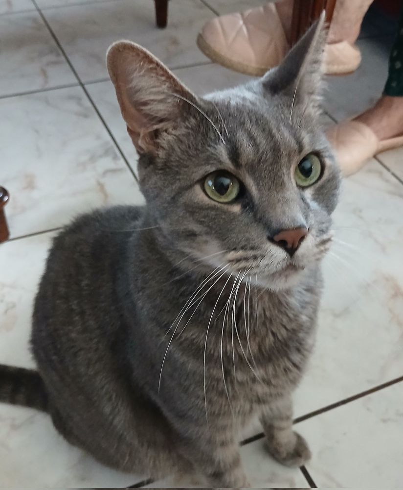 my cat, max. 