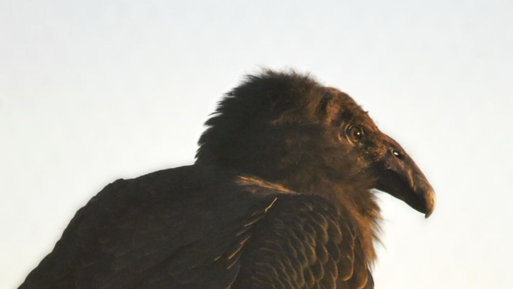 A rare condor hatched and raised by foster parents in captivity now gets to live wild