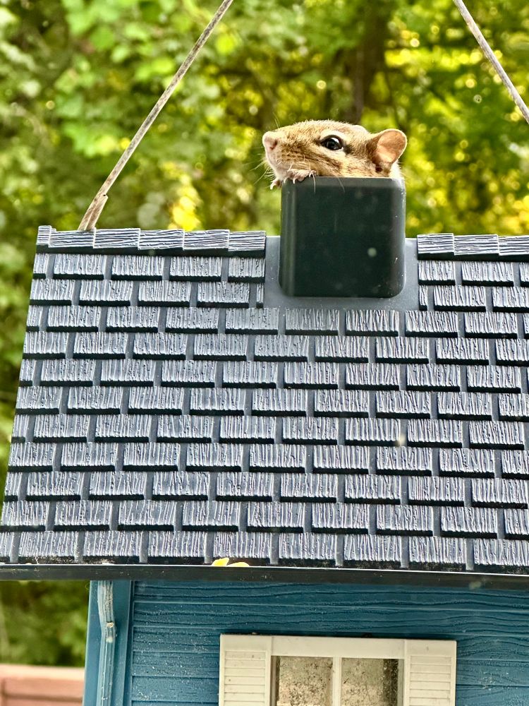 A silly squirrel sticking its head out of the chimney on a blue bird feeder shaped like a house.
