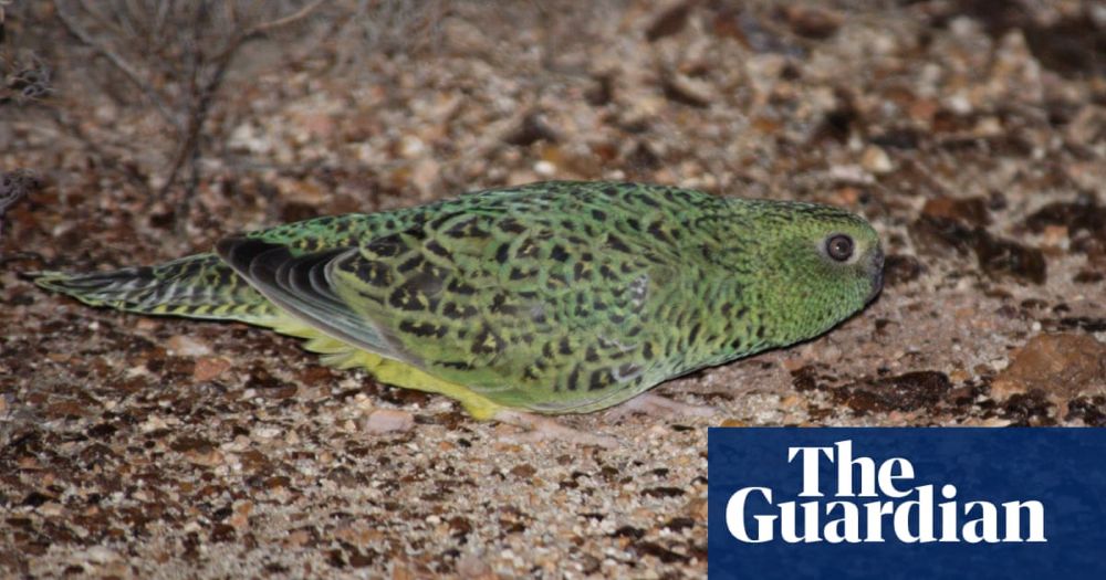 ‘Equivalent of Tasmanian tiger for bird watchers’ discovered in Western Australia desert