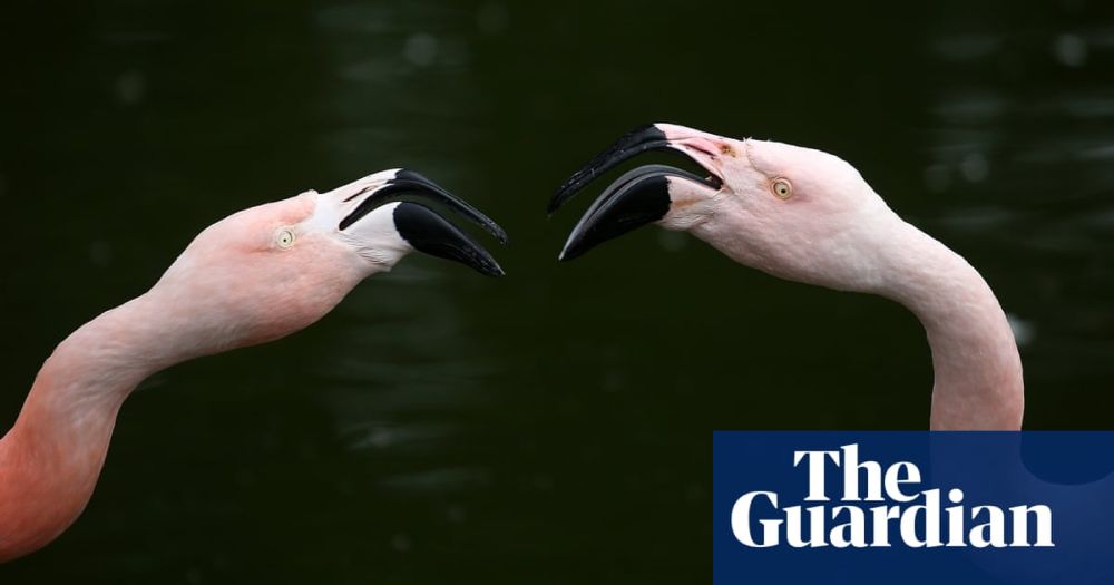 Flamingo foster fathers hatch an egg together at the San Diego zoo