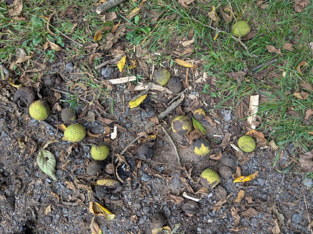 Picture of the ground with black walnuts, acorns, sticks, grass, leaves