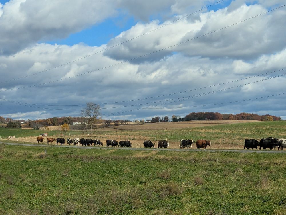 Cows along a road that goes across the middle of the image. There are blue skies with lots of white puffy clouds, a hill with trees is in the background 