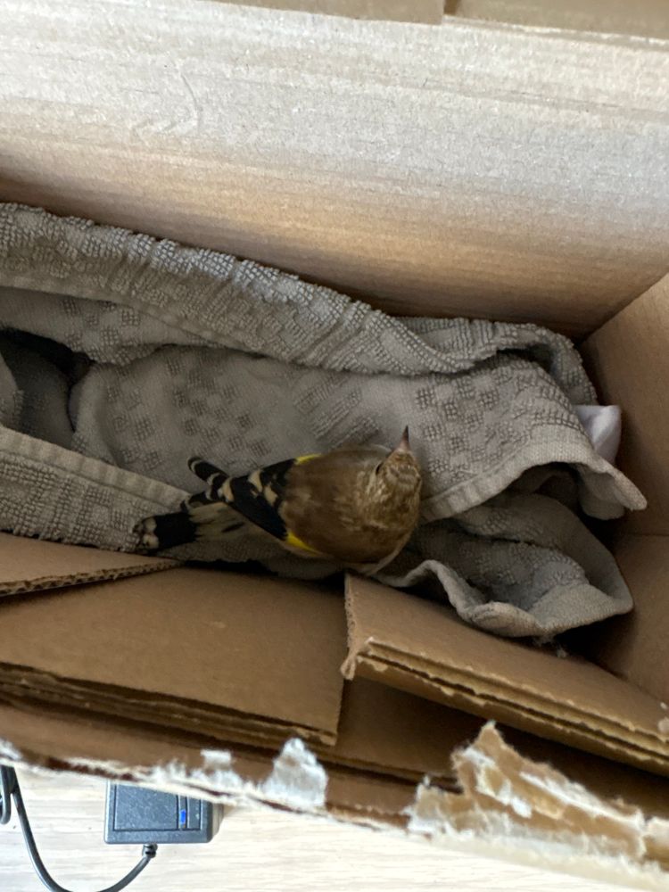 Baby goldfinch recovering ima quiet place after flying into a window