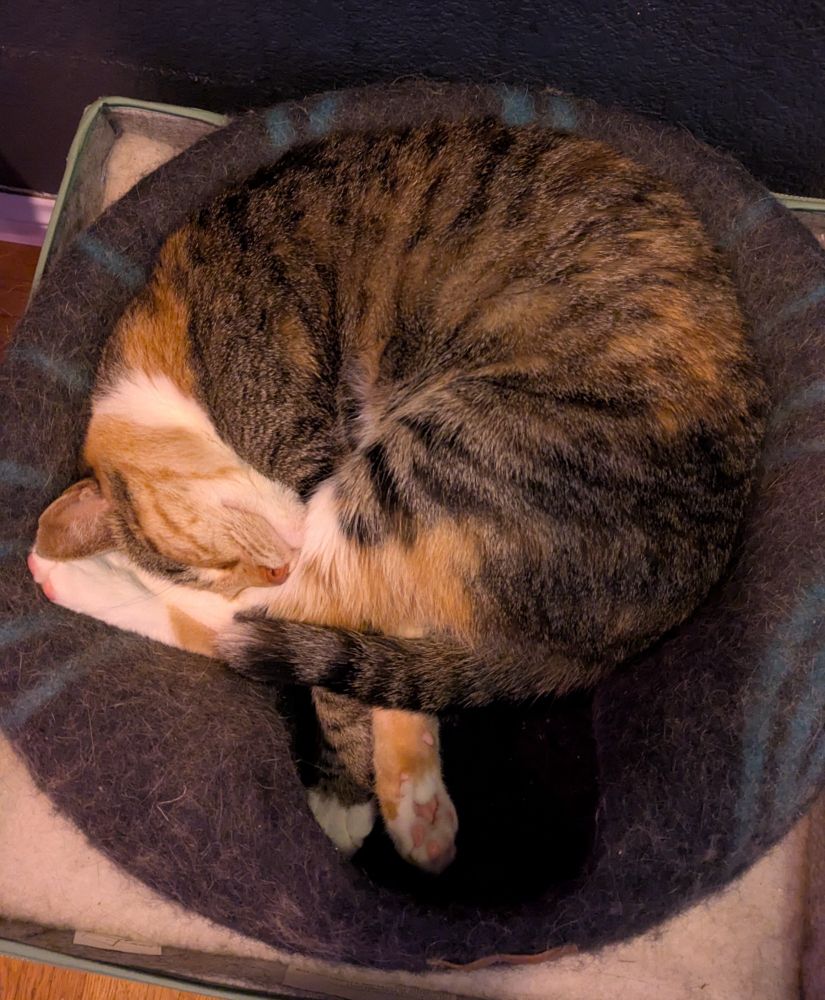A calico cat sleeping in a circle 