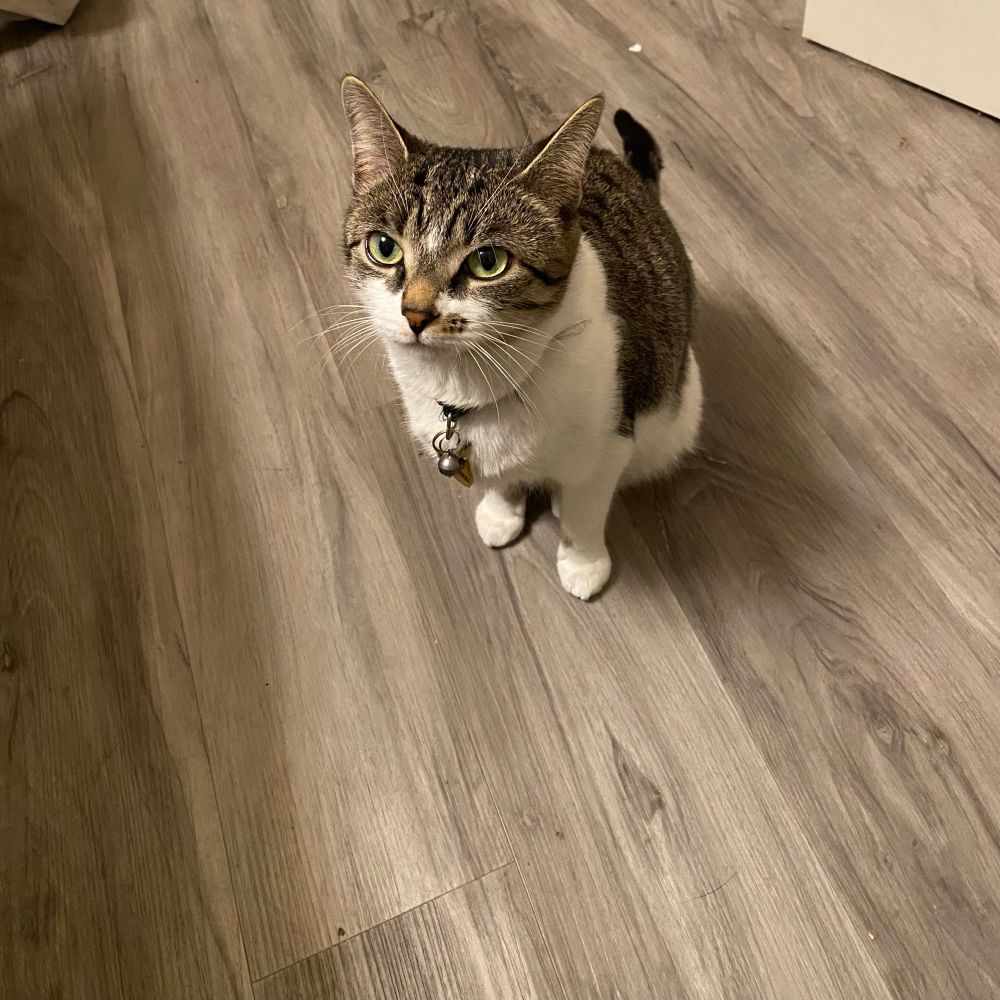 minnie, an american wirehair tabby cat sitting on a bathroom floor looking at the camera