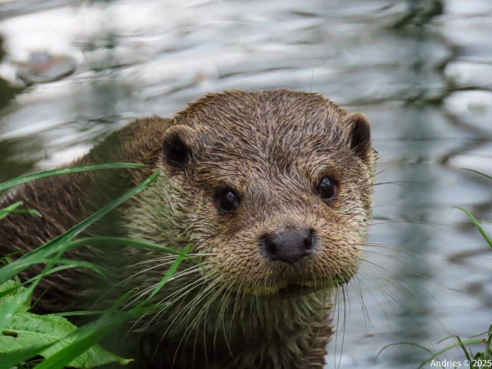 Otter