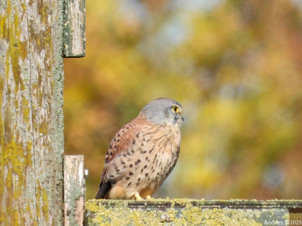 Kestrel, Torenvalk