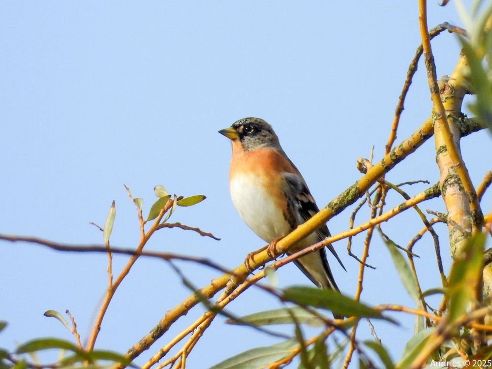 Brambling (Keep)