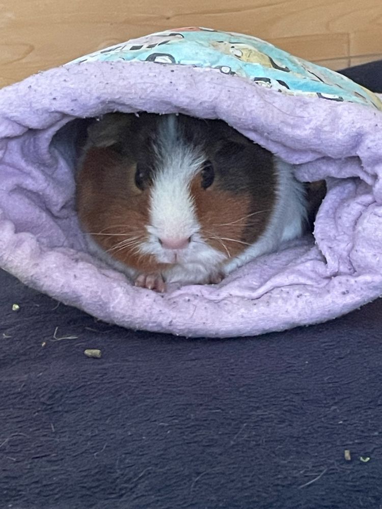 Guinea Pig sitting in a warm place.