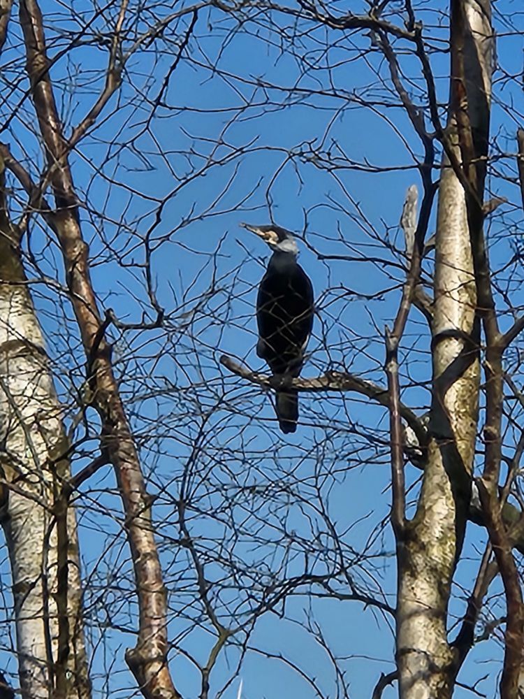 Cormorant sitting on a tree branch against a clear blue sky