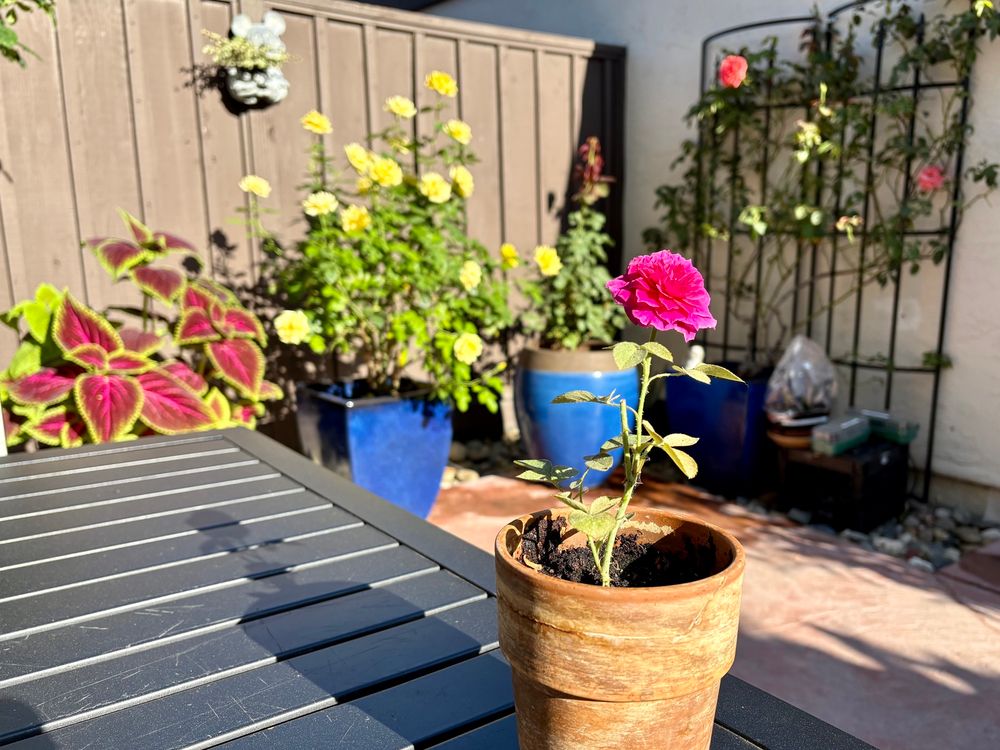 🌱 YAY my start of the retired Prospero by David Austin rose has produced its first bloom. 