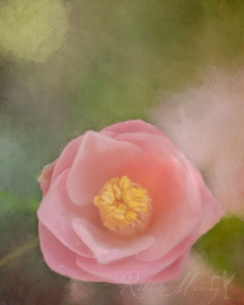 Texture layered painterly photograph of a pink magnolia blossom.
#photography #floral #flower