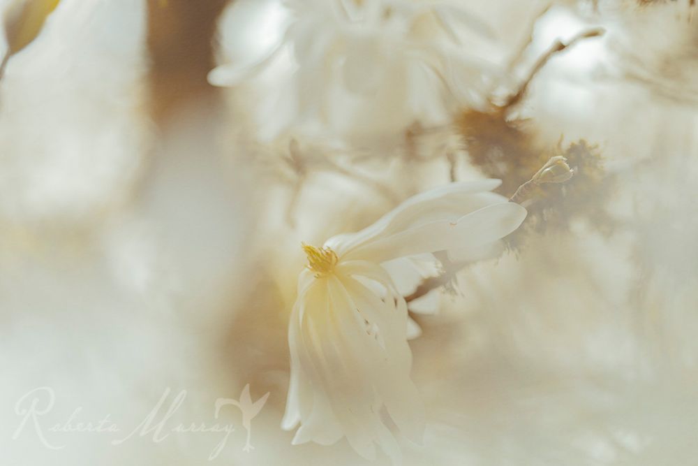 Romantic impressionist photograph of white Magnolia blossoms in spring. #photography #floralphotography #CanadianArt