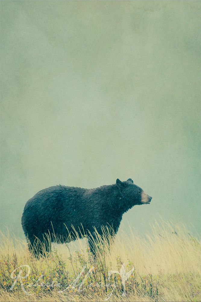 A large black bear standing in a mountain meadow. #photography #canadianwildlife #blackbear
