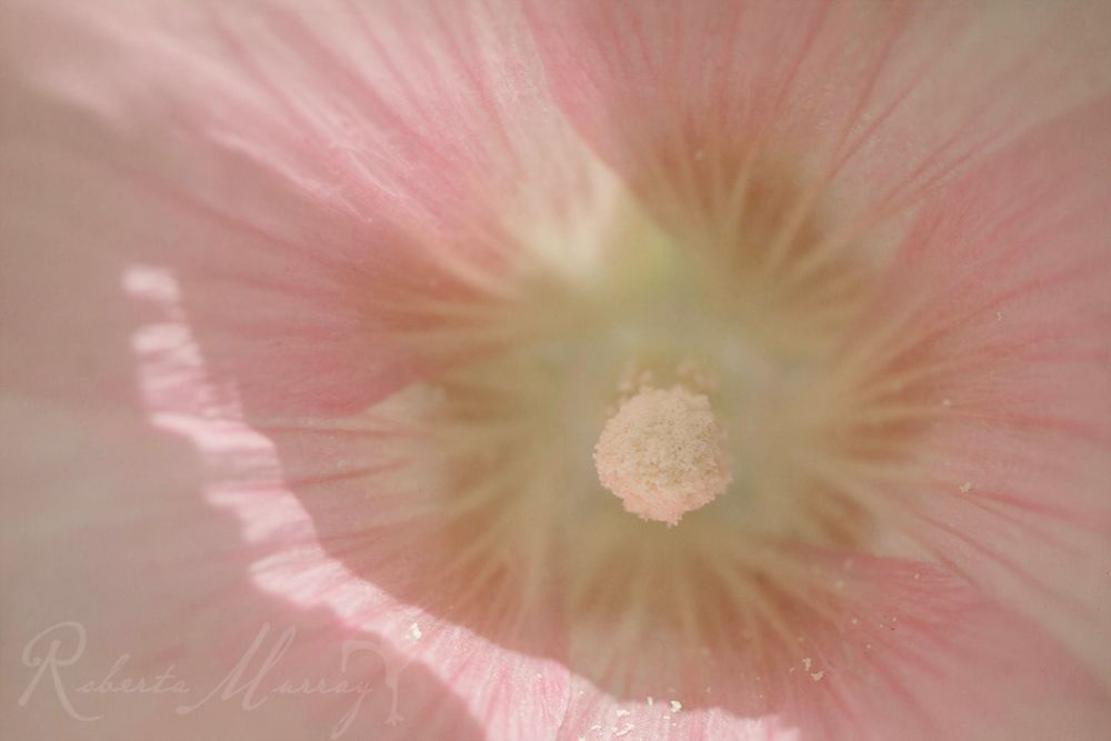A Delicate Bloom - macro photograph of a pink Hollyhock flower with a slice of sunlight on the bottom petals.
#floralphotography #photography #flowers

