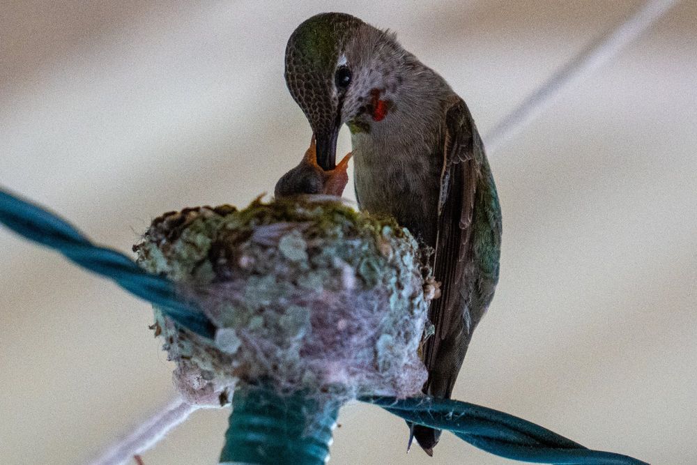 March 2025 - Hummingbird feeding her two chicks