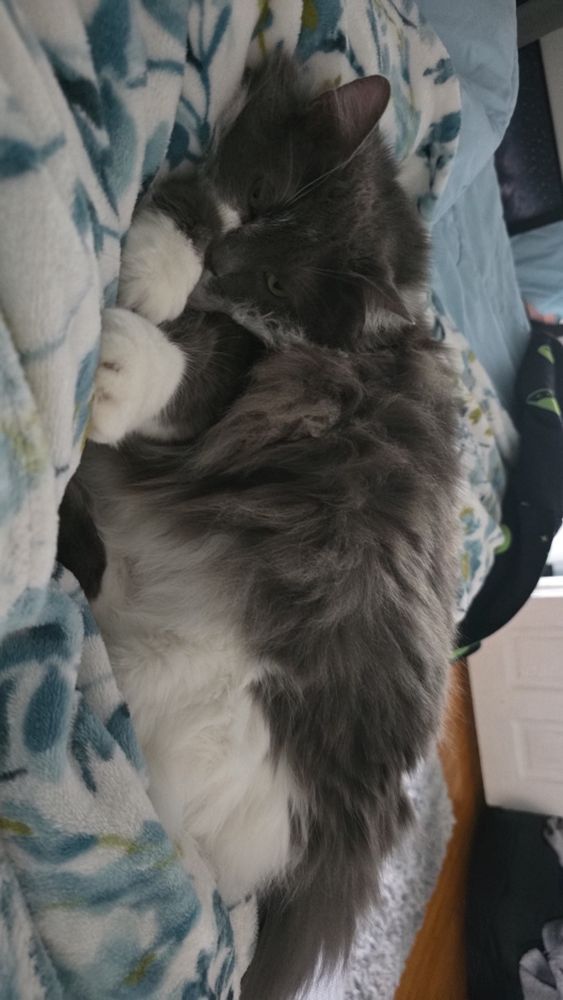 A Grey and white Queen Sparkles the cat uses my blanket covered legs as her pillow