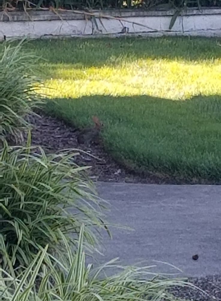 Baby bunny munching grass from the safety of the garden bed perimeter 