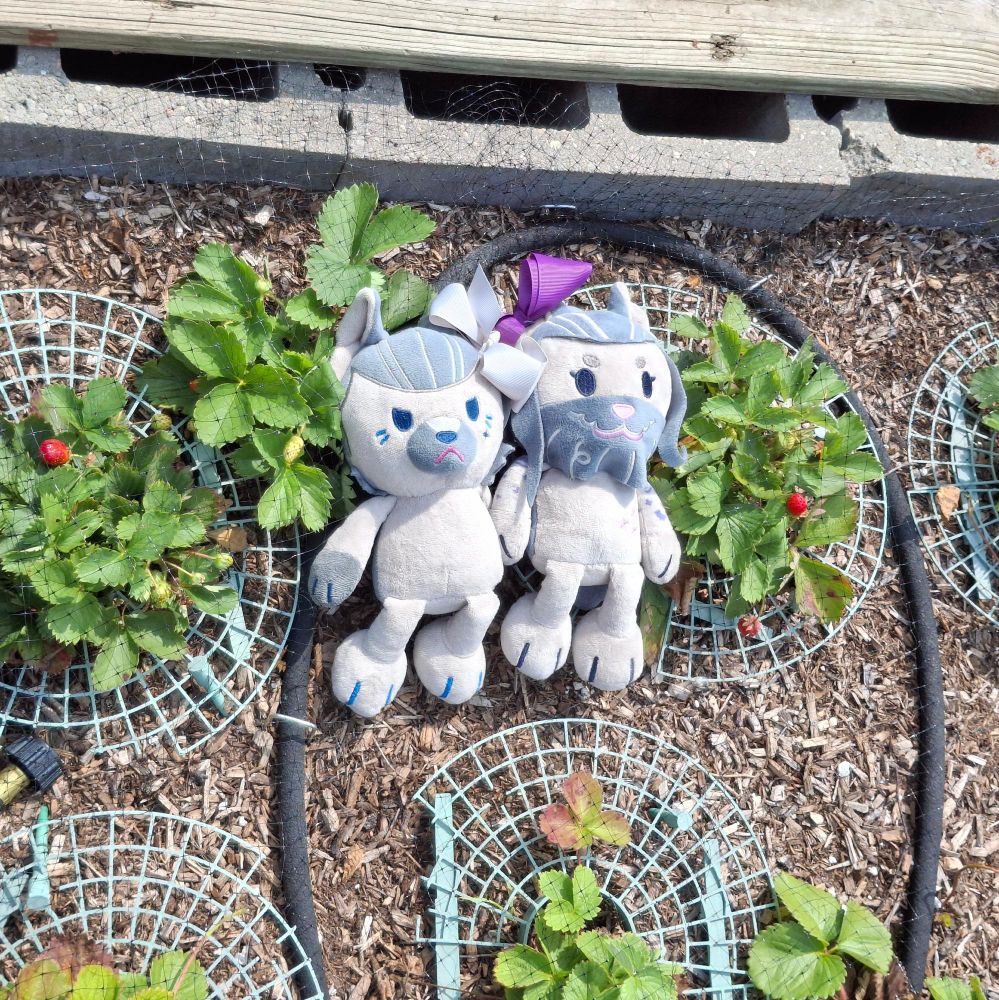 Doggy Izzy and Wolf Ed plushes laying in a garden bed of strawberry plants with some small berries red and ripe